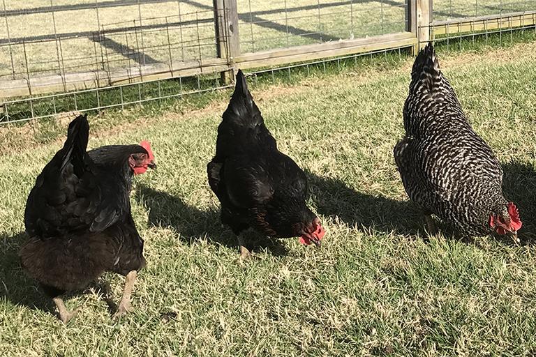 Noma Maier's chickens, shown here, frequently feature in DEPI team meetings.